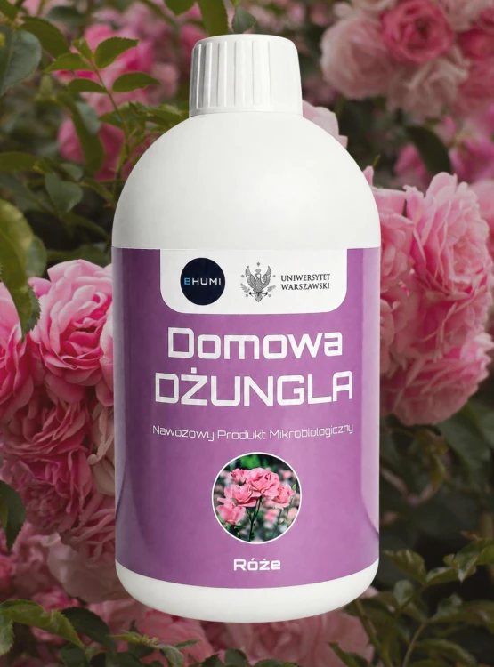 SHOPER_DD_Róże.jpg